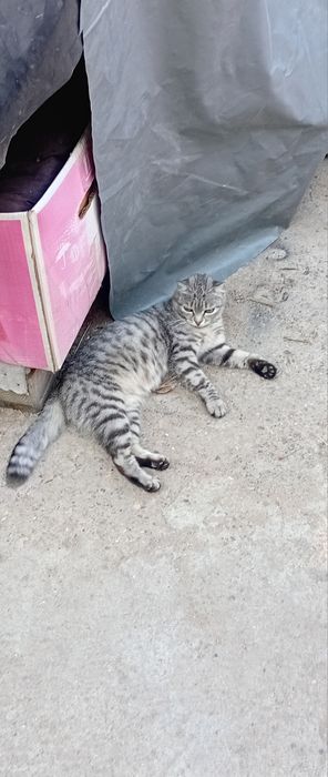 Продаётся веслоухая кошка