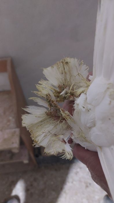 Голуби белый самка кептер