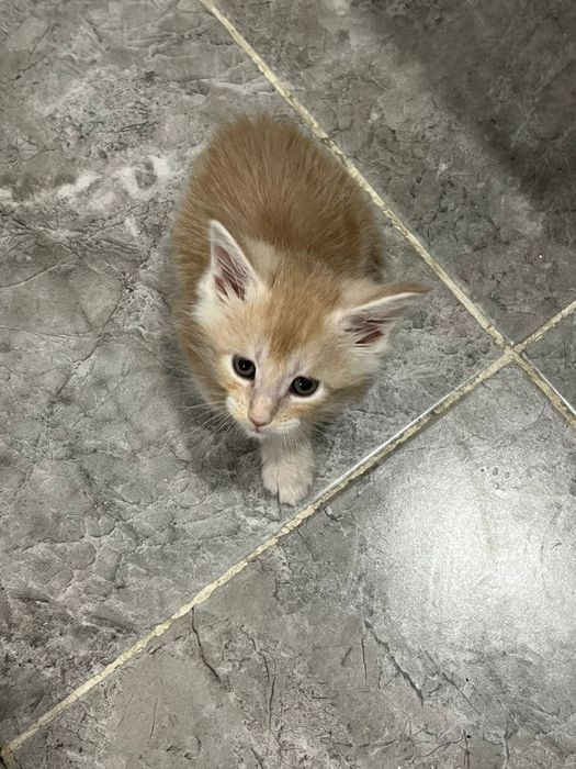 Продам котёнка Порода Мейн-кун