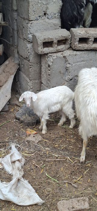 Echki sotiladi egiz bolasibilan