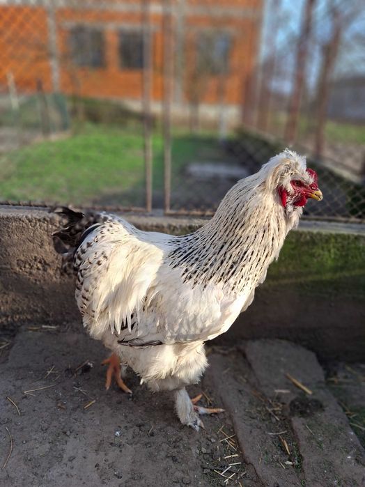 Oua incubat de vanzare