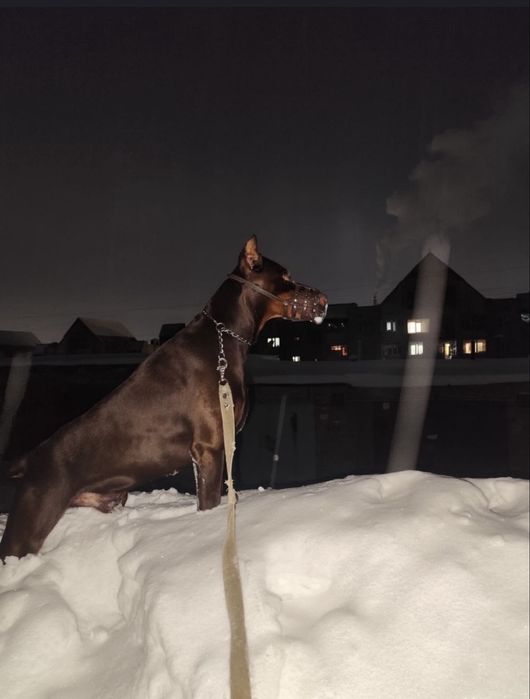 Продам доберманов