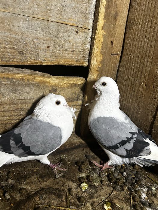 De vanzare galateni si germani