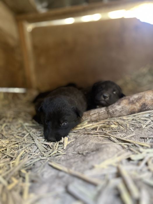 Щенки немецкая овчарка