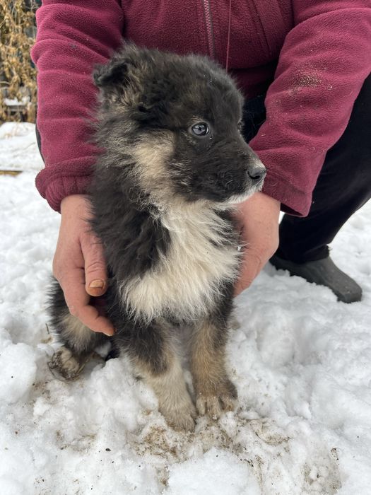 Щенки девочки отдам