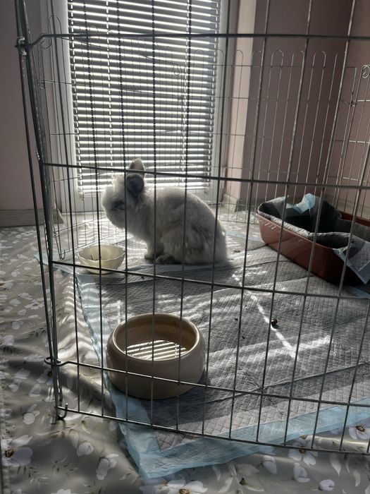 Декоративно зайче - Лъвчо