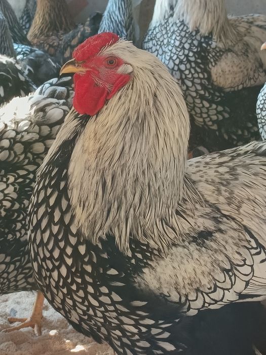 Wyandotte argintiu (ouă de incubat)