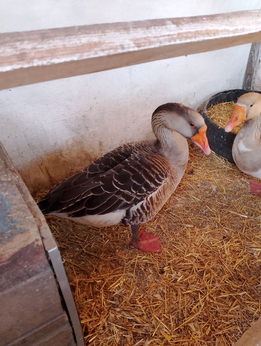 Гусак домашний молодой