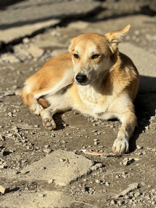 Феликс ищет семью и дом.
