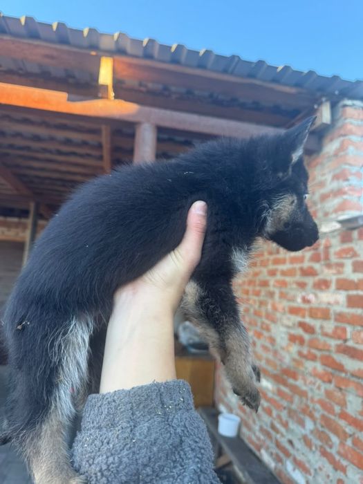 Щенок Немецкой овчарки, мальчик