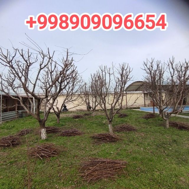 Богбон Садовник ,Gardener