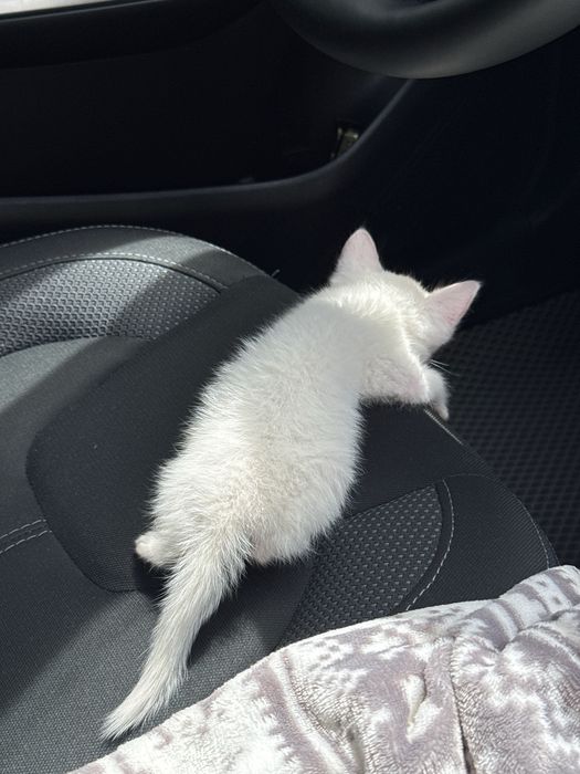 Отдадим котенка в хорошие руки