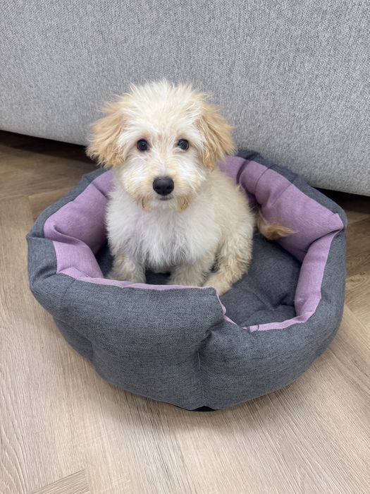 Продам щеночка мальтипу!