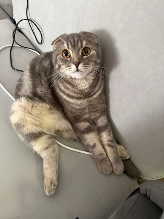 Кот шотландский кастрированный