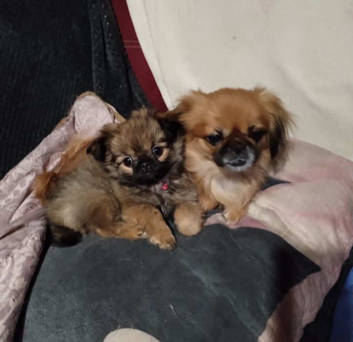 Малка сладка принцеса Пекинес