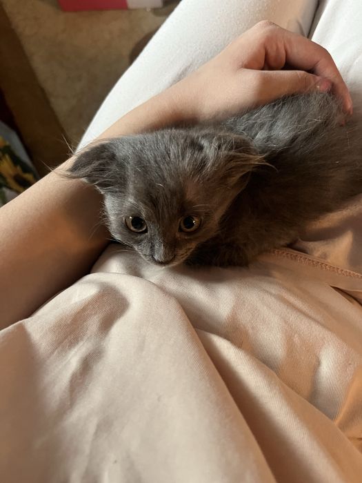 Ищем котятам хорошего хозяина