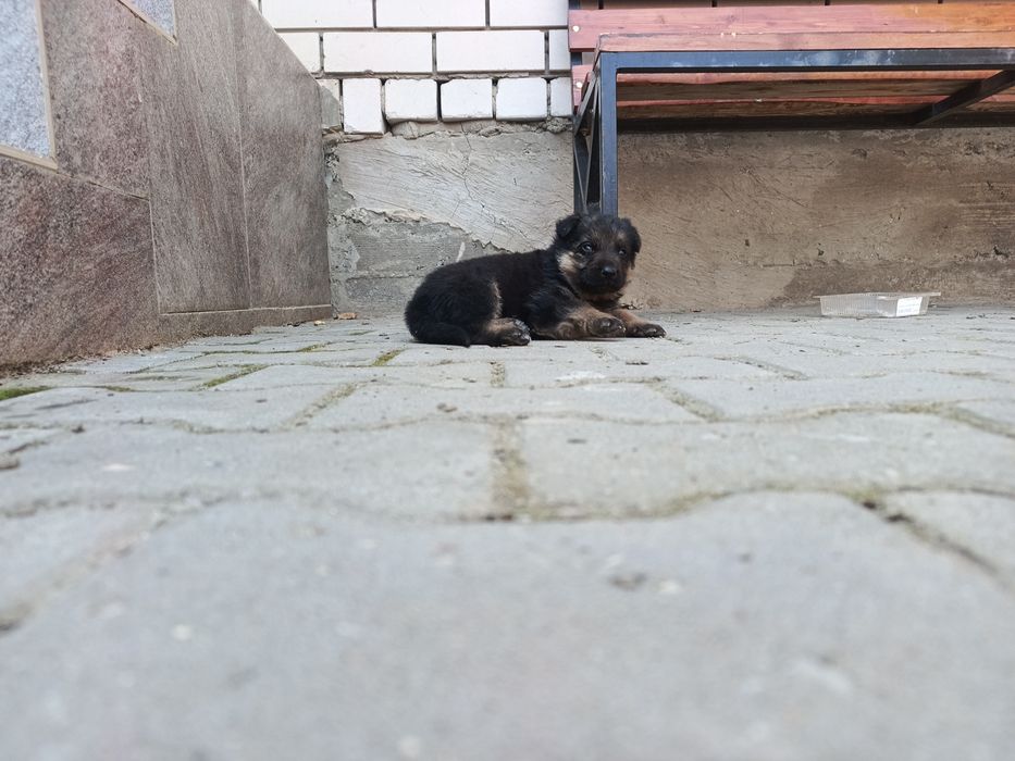 Щенок немецкая овчарка кобел