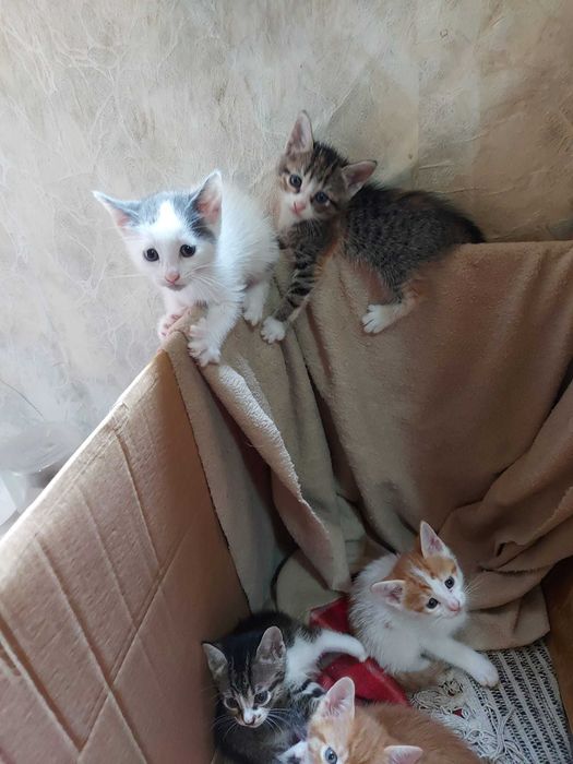 подарявам котета