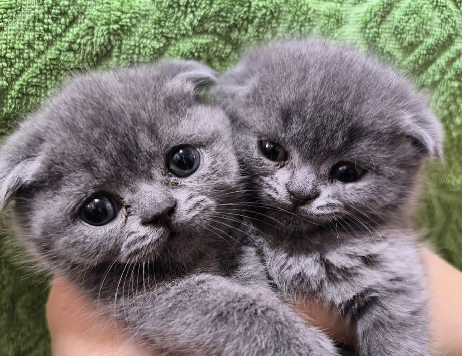 Шотландский чистокровные котята скоттиш фолд скоттиш страйт