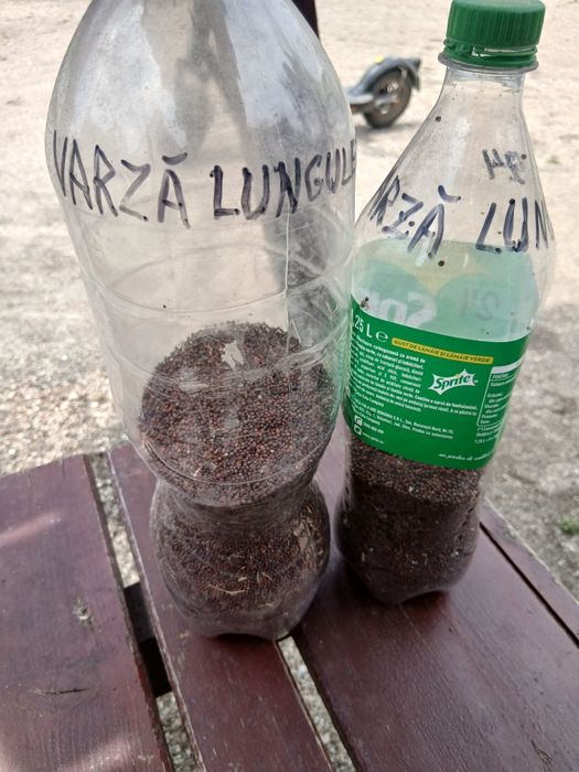 Varza de lungulețu