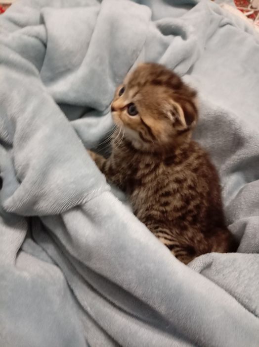 Продам котенок девочка выслоуха Scottish Fold