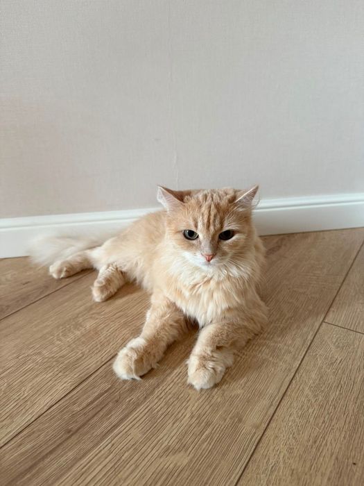 Кошка в добрые руки