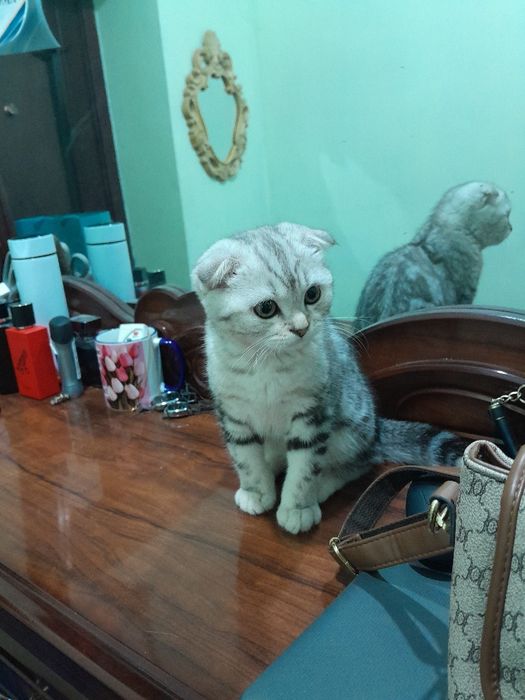 Зотдор тоза кон мушукча сотилади.     Продаётся котёнок