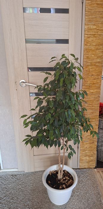 Фикус Бенджамина