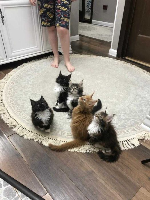 Котята породы Мейн-кун