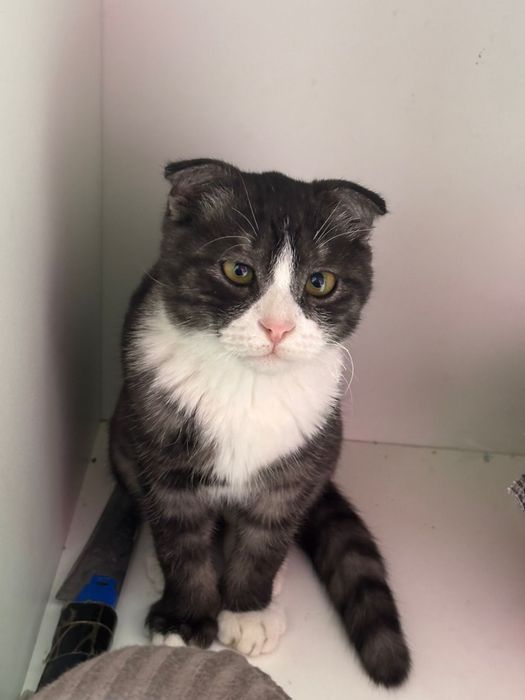 Кошка сатыладыыыы