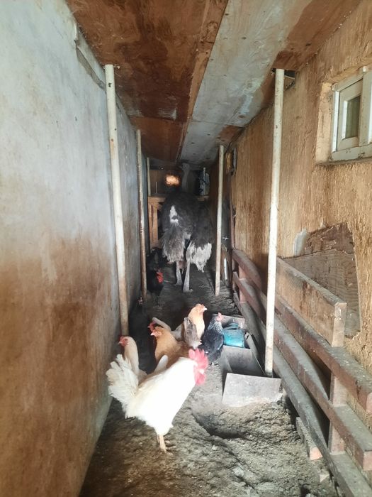 Продам домашних птиц