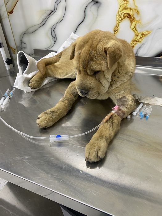 Veterinariya xizmati 24/7