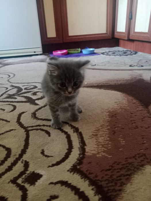 Отдаю котят платно