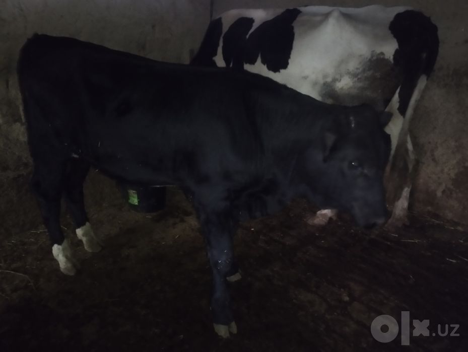 Buqacha Angus 4 oyki