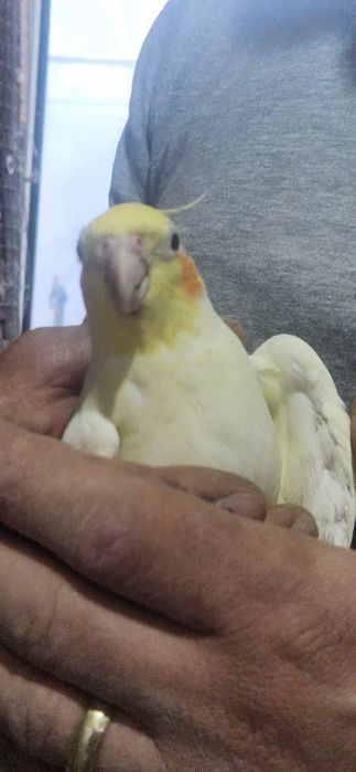 Papagali nimfe blande