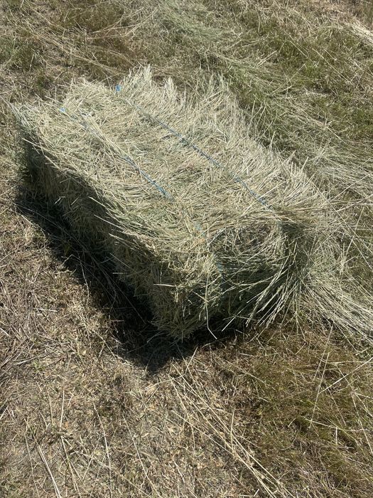 Baloti lucerna ecologica