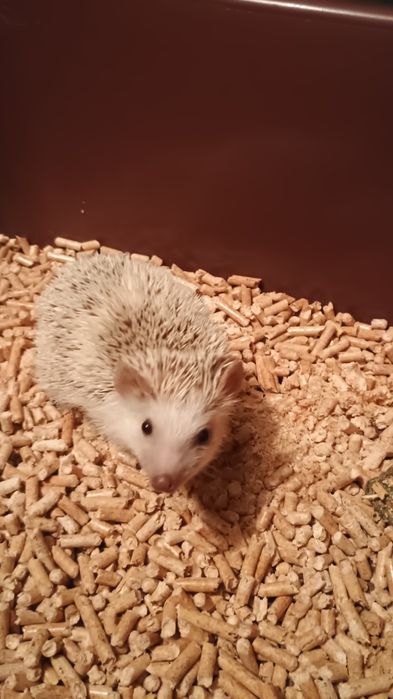 Африканско Таралежче с оборудване и храна. САМО Таралежчето 99 евро.