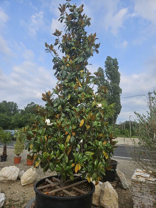 Tuia  leylandii plante