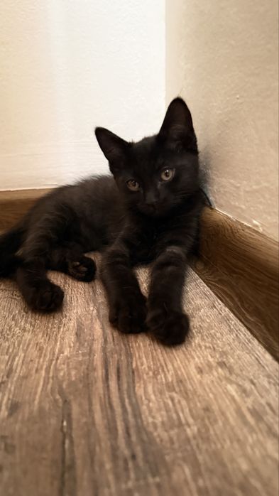 Отдам котенка бесплатно