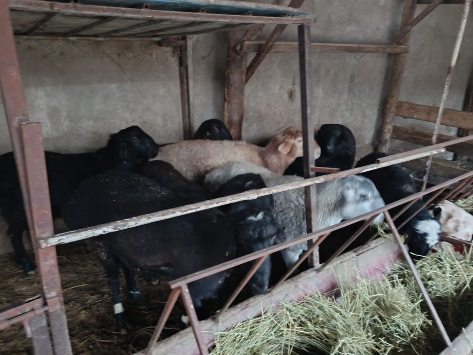 Кой кошкар сатылады