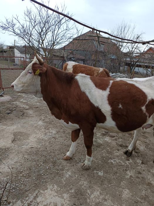 Vând 2 vaci una cu vițel și una gestantă