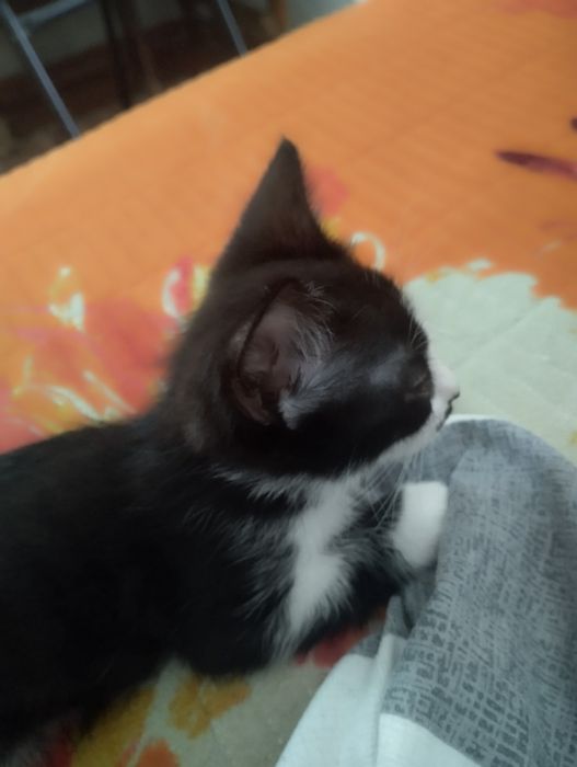 Отдам котёнка в добрые руки