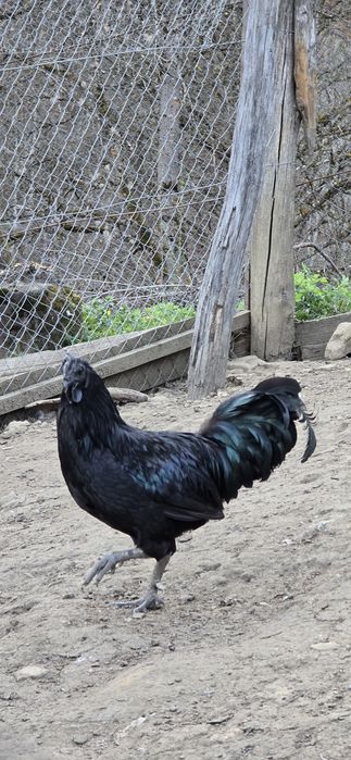 Cocoș Ayam Cemani