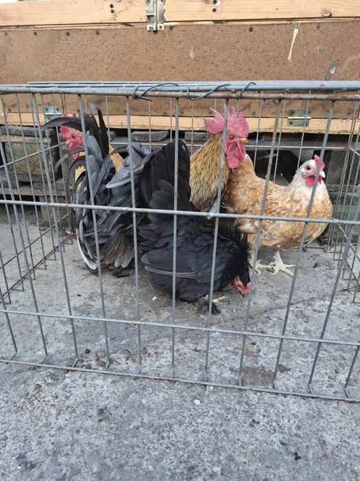 Cocoșei rasa cheabo