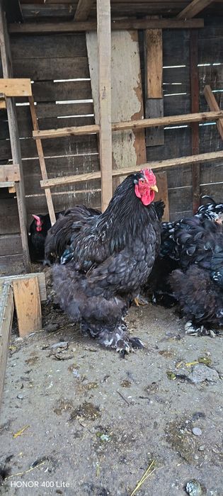 Ouă de cochinchina uriaș