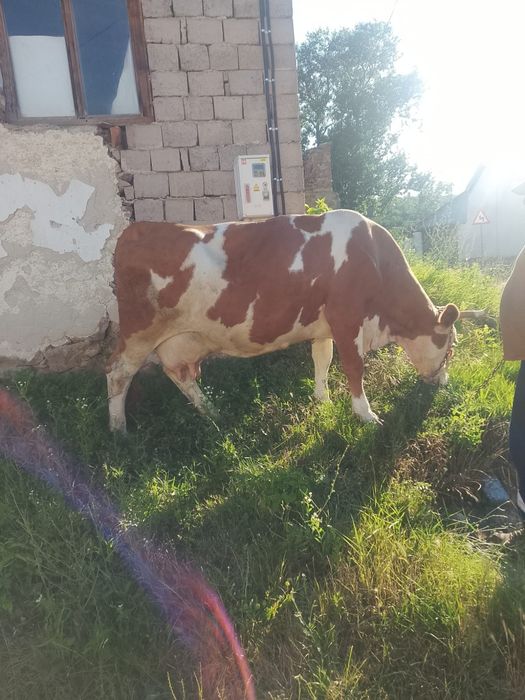 Vând vaca cu vițel