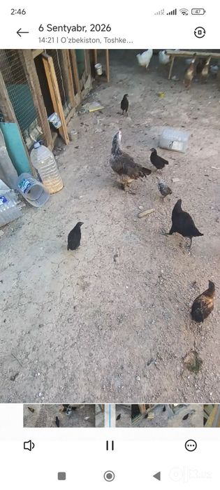 Tovuq sotiladi arzon narxda