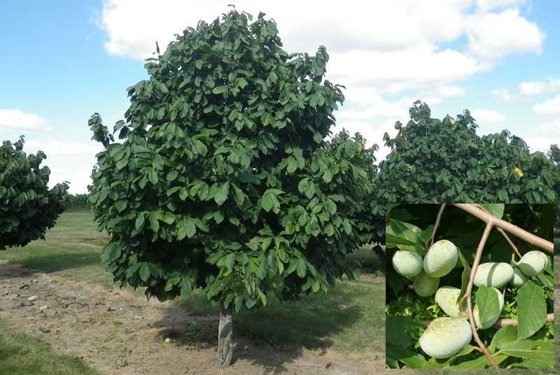 Asimina triloba, Асимина, Пау-пау, Индиански банан