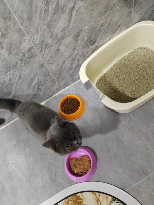 Скотиш страйт  сотилади