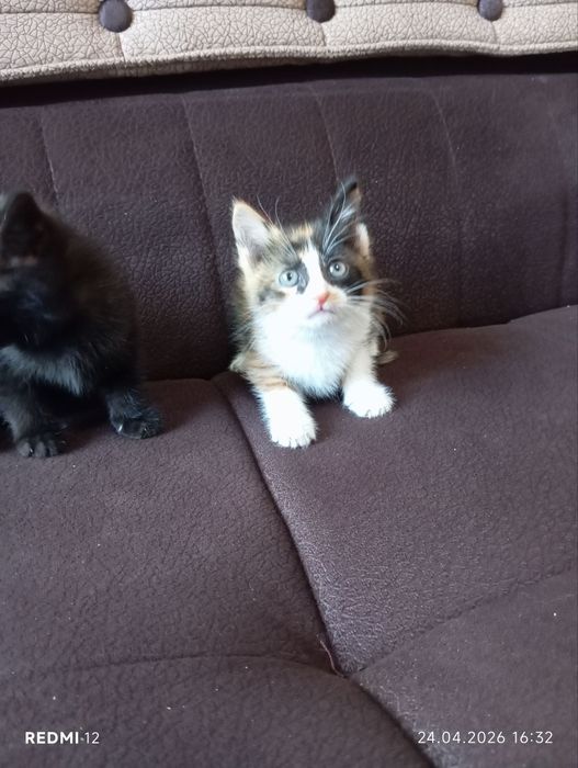 Zottor mushuk bolalari